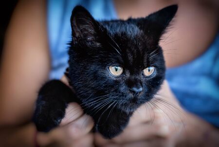 Young Black British short hair cat breedの写真素材