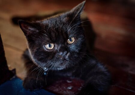 Young Black British short hair cat breedの写真素材