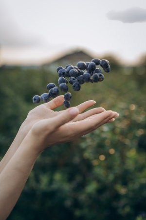 Close-up of ripe blueberries growing on a bush in a summer garden. Fresh, organic berries surrounded by green leaves.の写真素材
