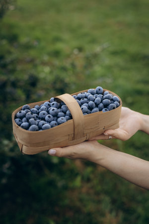 Close-up of ripe blueberries growing on a bush in a summer garden. Fresh, organic berries surrounded...