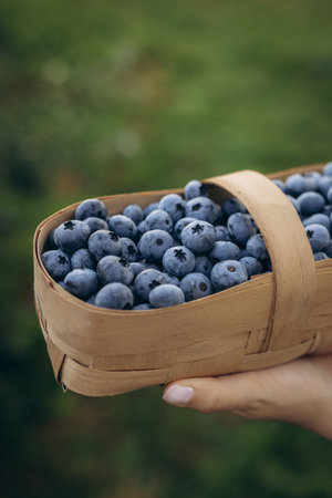 Close-up of ripe blueberries in a wooden basket. Fresh, organic berries surrounded by green leaves.