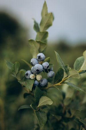 Close-up of ripe blueberries growing on a bush in a summer garden. Fresh, organic berries surrounded by green leaves.の写真素材