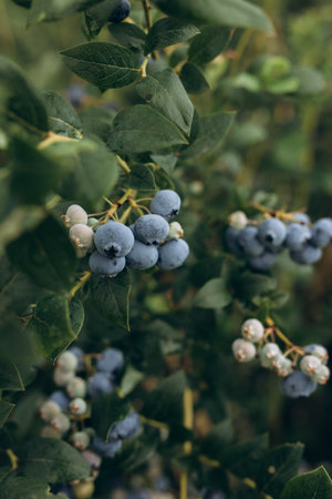 Close-up of ripe blueberries growing on a bush in a summer garden. Fresh, organic berries surrounded by green leavesの写真素材