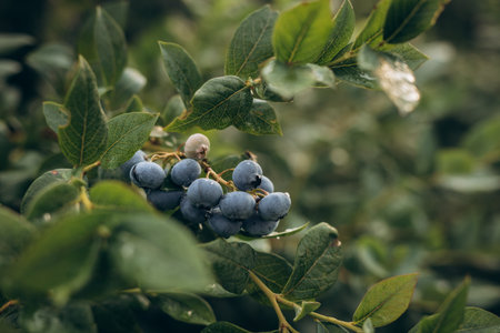 Close-up of ripe blueberries growing on a bush in a summer garden. Fresh, organic berries surrounded by green leaves.の写真素材