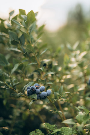 Close-up of ripe blueberries growing on a bush in a summer garden. Fresh, organic berries surrounded by green leaves.の写真素材