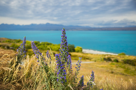 Lupins at lake Pukaki, New Zealandの写真素材
