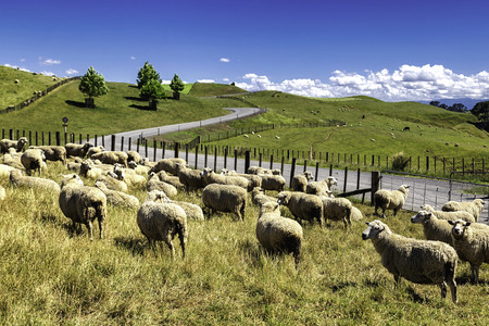 New Zealand sheep flock grazing in the beautiful green hill of North Islandの写真素材