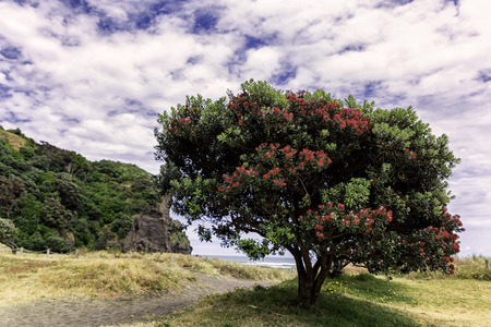 Beatiful blossom of Pohutukawa tree on Piha Beach, Auckland, New Zealandの写真素材
