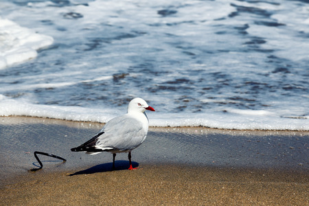 Seagull standing on a sandy beach in New Zealandの写真素材