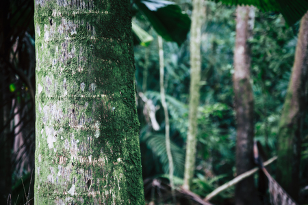Palm tree trunk close view in tropical forest of Oahu, Hawaiiの写真素材