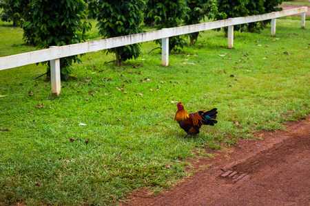 Brown cock walking on lawn of coffee farm on Oahu island, Hawaiiの写真素材