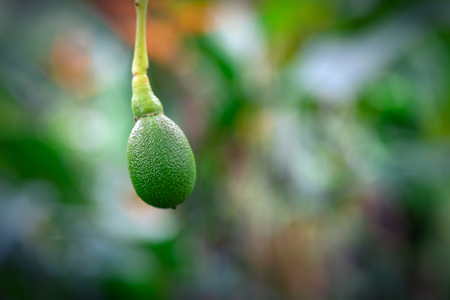 Avocado fruit growing on a tree on Oahu island, Hawaii