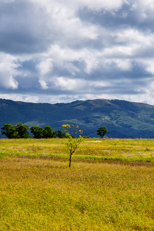 Lonely tree among yellow and green hills and meadows and cloudy blue skyの写真素材