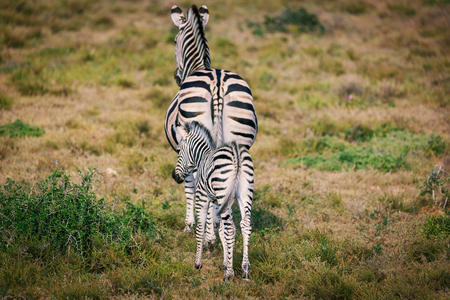 Zebra foal and mother walking together in Addo National parkの写真素材