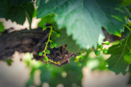 Small growing green grape on a winery in South Africaの写真素材