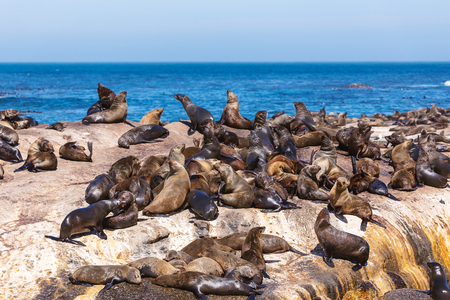 Lots of seals on a Hout Bay seal island in Cape Town, South Africaの写真素材