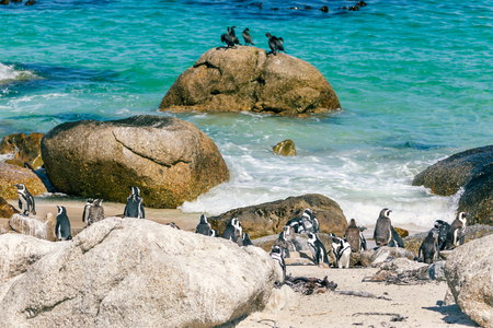 African penguin colony at Boulders beach, South Africaの写真素材