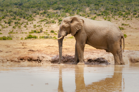 Wild african standing by the lake in national park in South Africaの写真素材