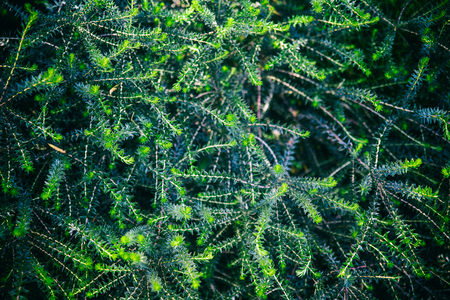 Dark foliage texture background imageの写真素材