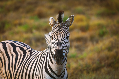 Portrait of zebra in South African national parkの写真素材