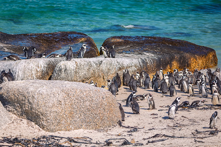African penguin colony at Boulders beach, South Africaの写真素材