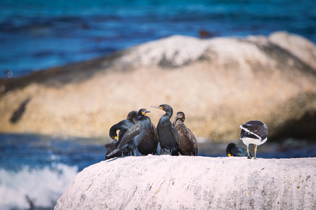 Cape cormotants sitting on a rock at Betty's Bay, South Africaの写真素材