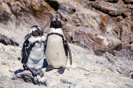 Two african penguins standing one the rock - Handsome friend and ugly friend concept photoの写真素材