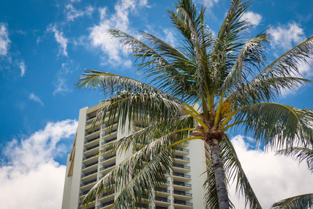Palm tree and hotel building with blue sky background on Oahu island, Hawaiiの写真素材