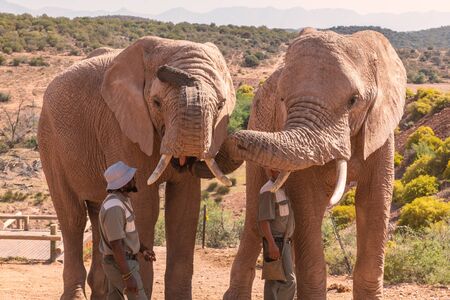 OUDTSHOORN, SOUTH AFRICA - NOVEMBER, 2018: Rangers feeding african elephants in game reserveのeditorial素材