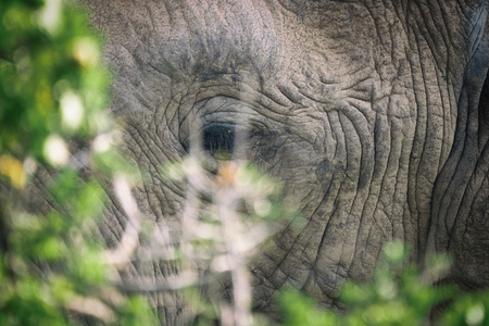 African elephant eating in bushes close up view in Addo National Park, South Africaの写真素材