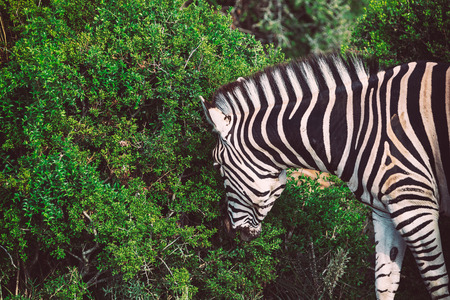 Zebra close up view in the bushes of Addo National Park, South Africa