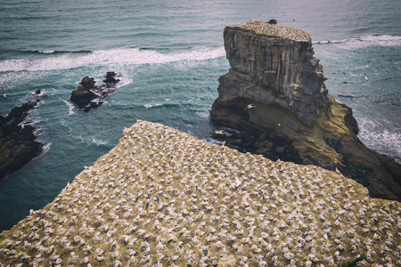 Birds nesting and flying at Muriwai Beach Gannet colony, New Zealandの写真素材