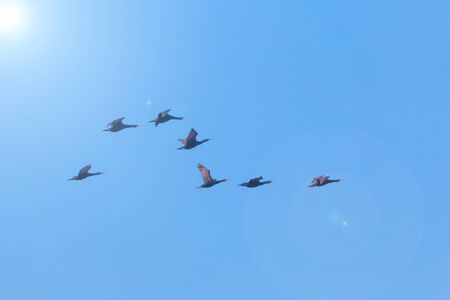 Flock of birds in the sky forming a question mark, enviromental concept image