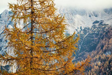 Yellow larch tree and misty mountains, slovenian alps, autumn season imageの写真素材