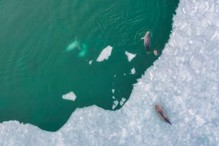 Spotted seals (largas) close view in winter near Vladivostok city, Far East of Russiaの写真素材