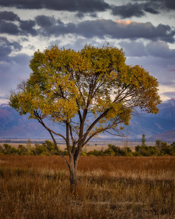 Lonely tree view and colorful sunset in Kyrgyzstan with beautiful nature aroundの写真素材