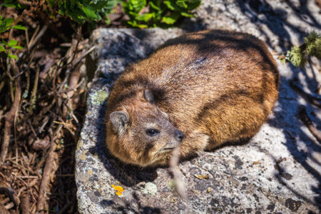 Close up shot of a rock hyrax in Cape Town, South Africaの写真素材