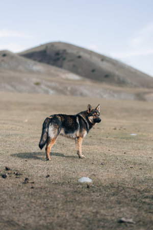 Cute german shepherd in the wild nature landscape in Kyrgyzstanの写真素材