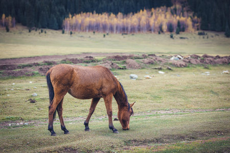A horse grazing in amazing countryside autumn landscape of Kyrgyzstanの写真素材