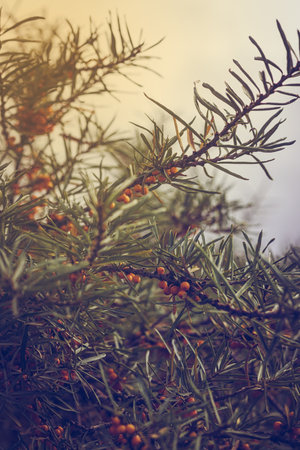 Sea buckthorn bush branches with fresh berries growing background imageの写真素材