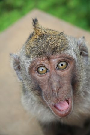Happy monkey