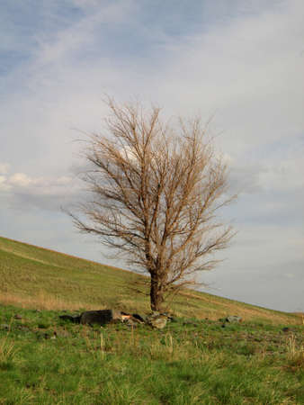 a tree with no leaves on the slope on the background of blue skyの写真素材