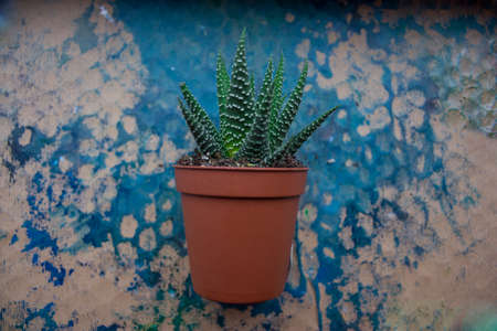 succulent planter in brown on a background of cardboard painted with blue gouacheの写真素材