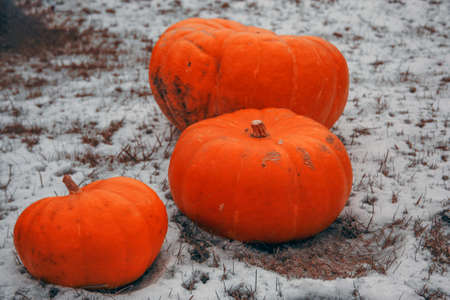 three pumpkins on the snowの写真素材