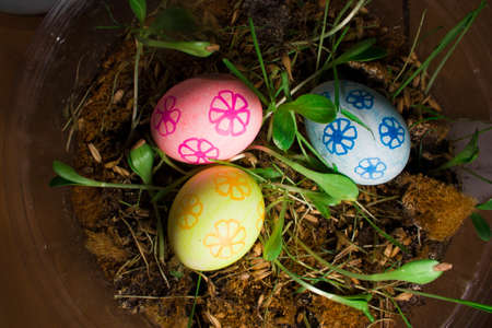 Easter Eggs with young shoots in the spring