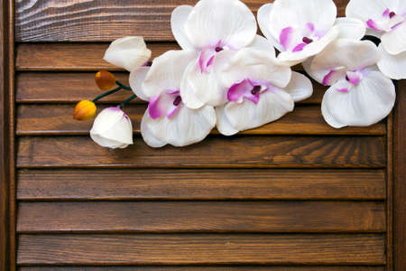 Orchid on a wooden background, space for textの写真素材