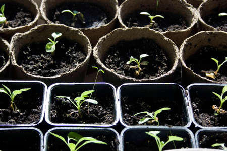 Potted seedlings growing in biodegradable and plastic pots, top view