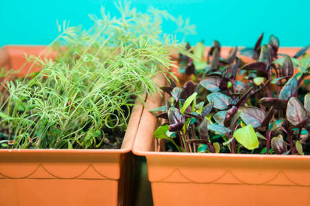sprouts of Basil and dill in the brown pots on a turquoise background