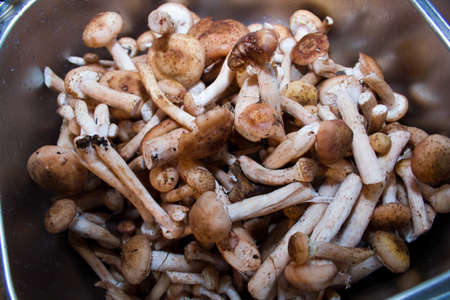 mushrooms in a metal shellの写真素材