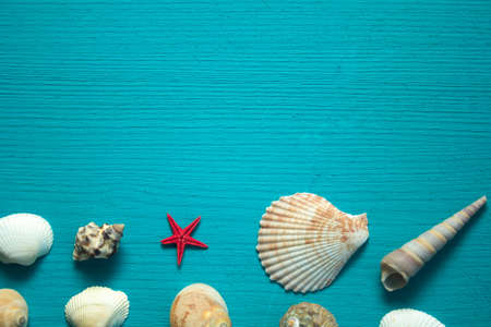 Seashells on blue wooden backgroundの写真素材